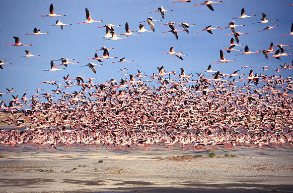 盐沼-makgadigadi-flight-of-flamingoes-bots-tour-590x390