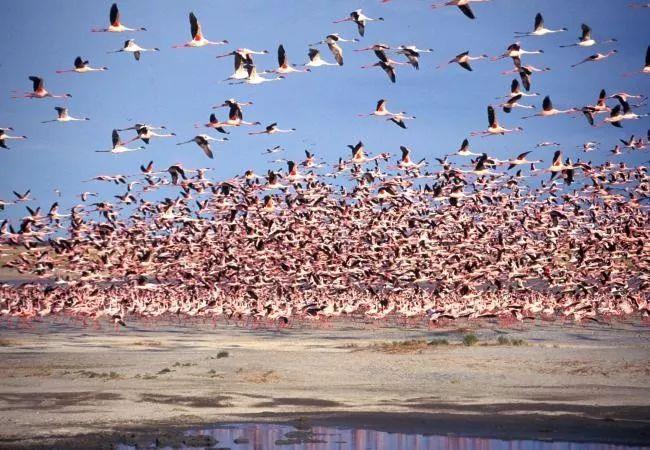 Botswana-Flamingoes.jpg