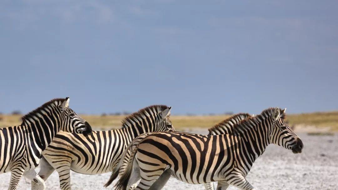 Botswana-Makgadikgadi Pans National Park_shutterstock_559286773.jpg