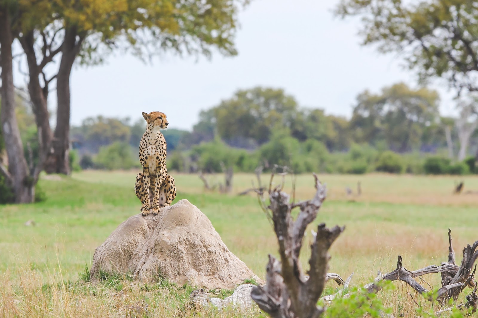 HwangeNationalParkZimbabweCheetah-30