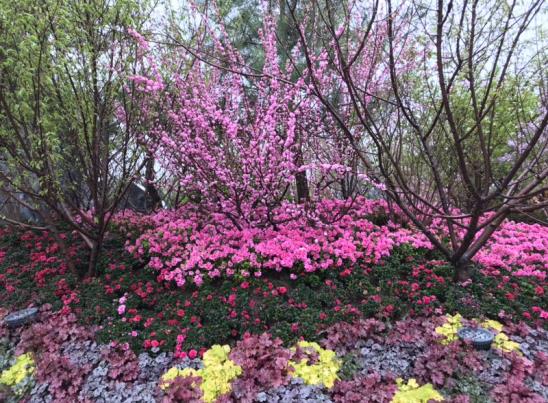 C:\Users\Alex_23\Desktop\農場\照片\公司宣傳照片\江西省花卉協會參加世界園藝博覽會（北京）  2019.4.29\照片及視頻\微信圖片_20190504161029.jpg