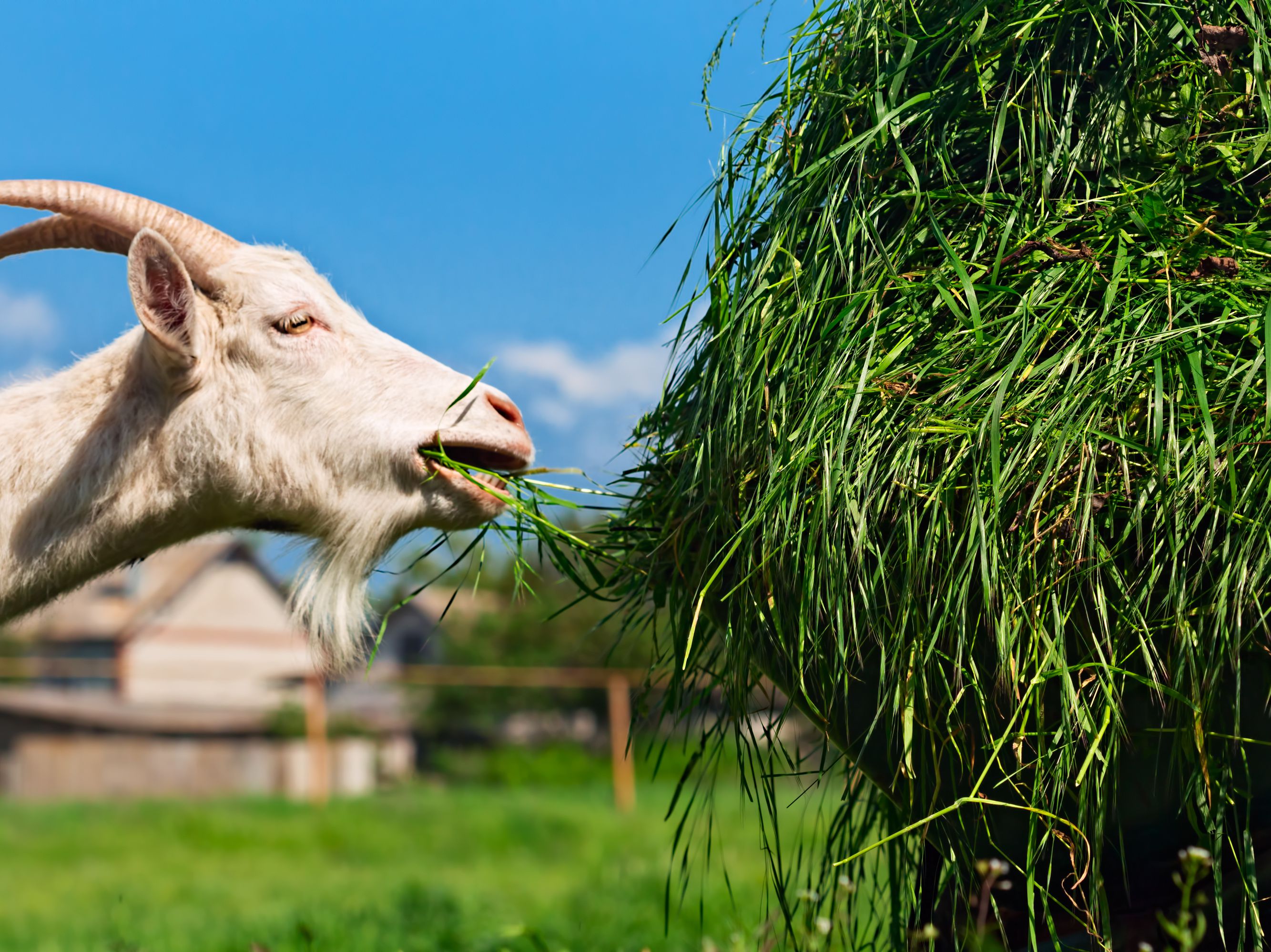 Goat-feeding-GettyImages-696251983-58a33ff25f9b58819cf26aaa