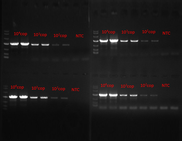 TaqDNAPolymerase