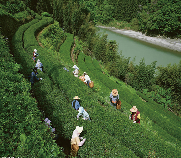 茶树种植示范园