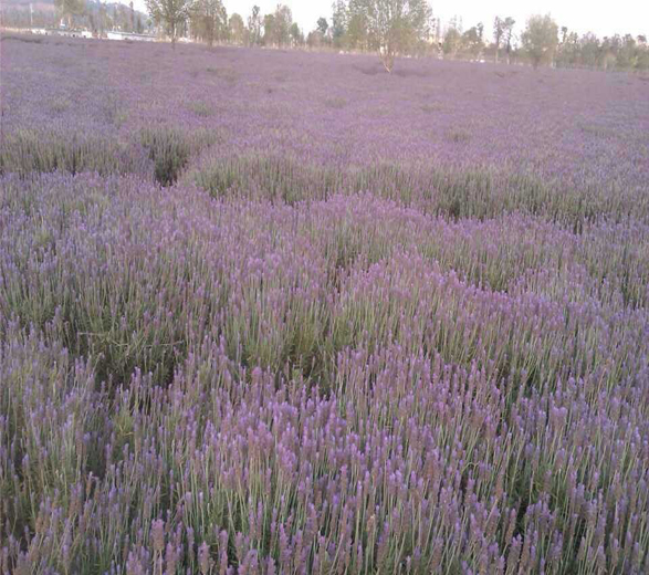 薰衣草种植示范园