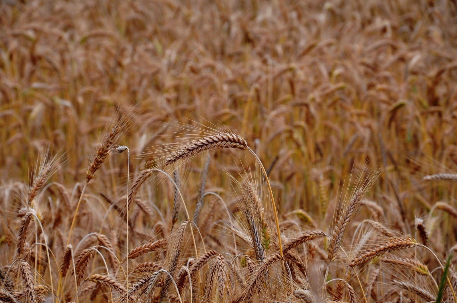 field-agriculture-wheat