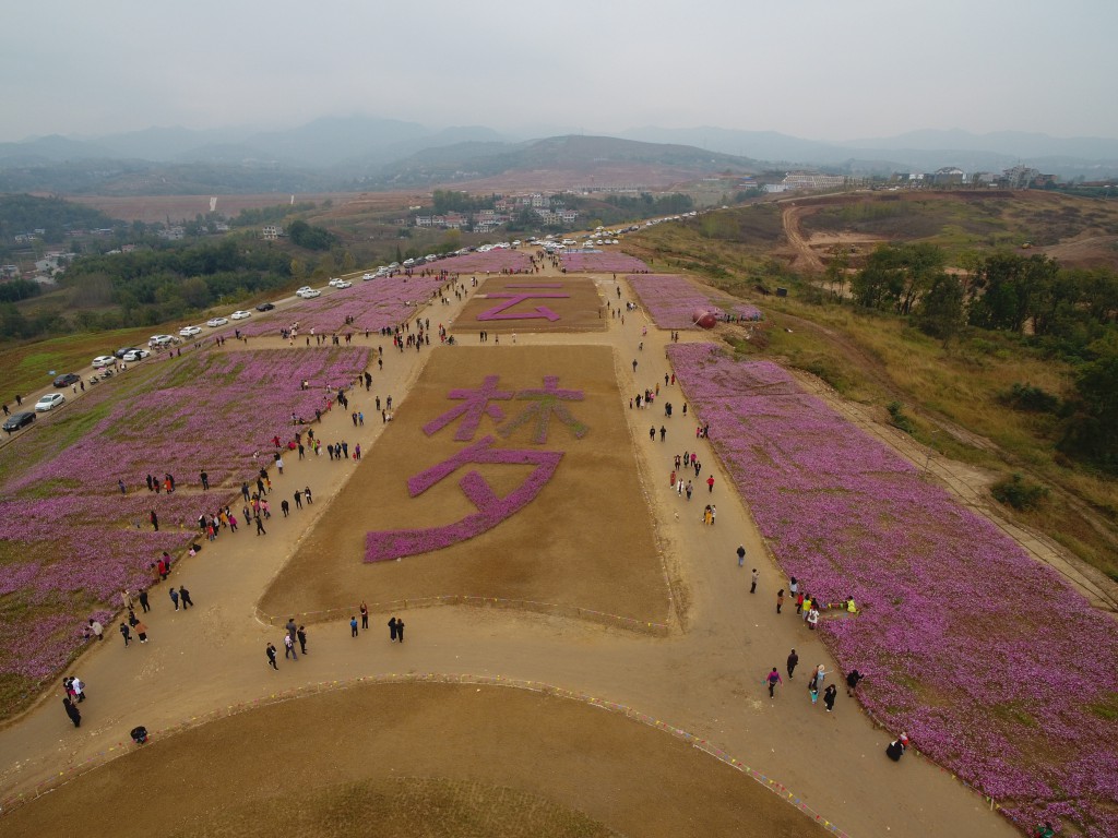 云梦小镇花海