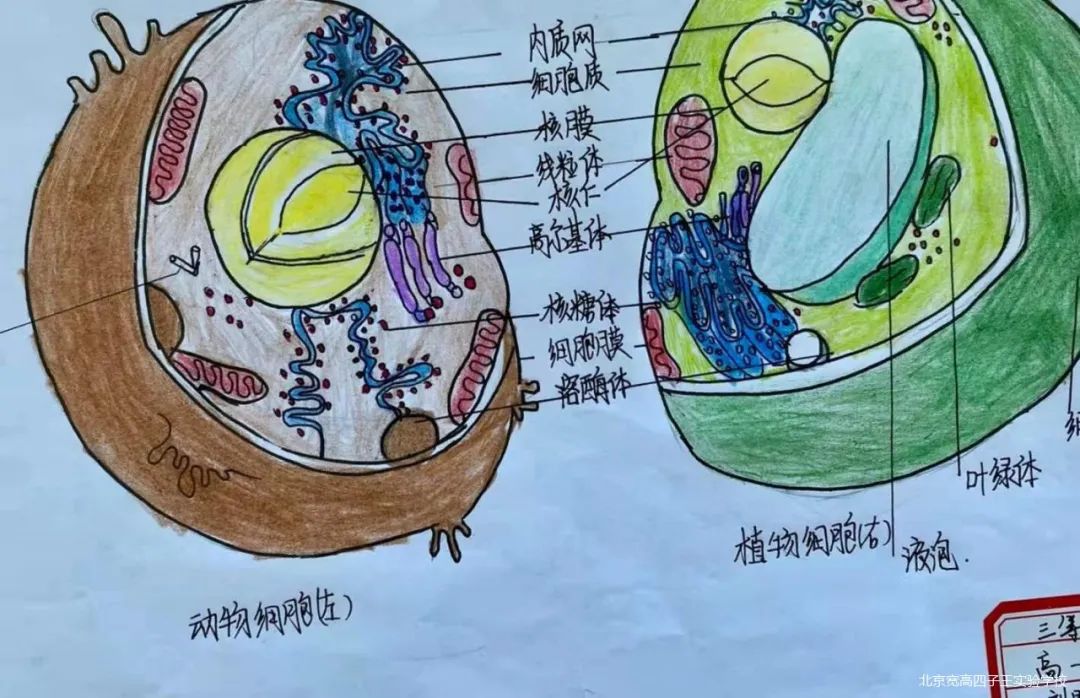 把细胞画出来生物绘图比赛兴趣浓北京宽高四子王实验学校