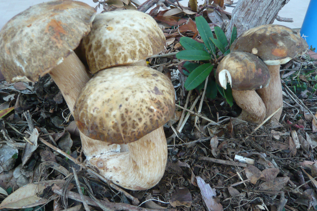 野生菌基地1