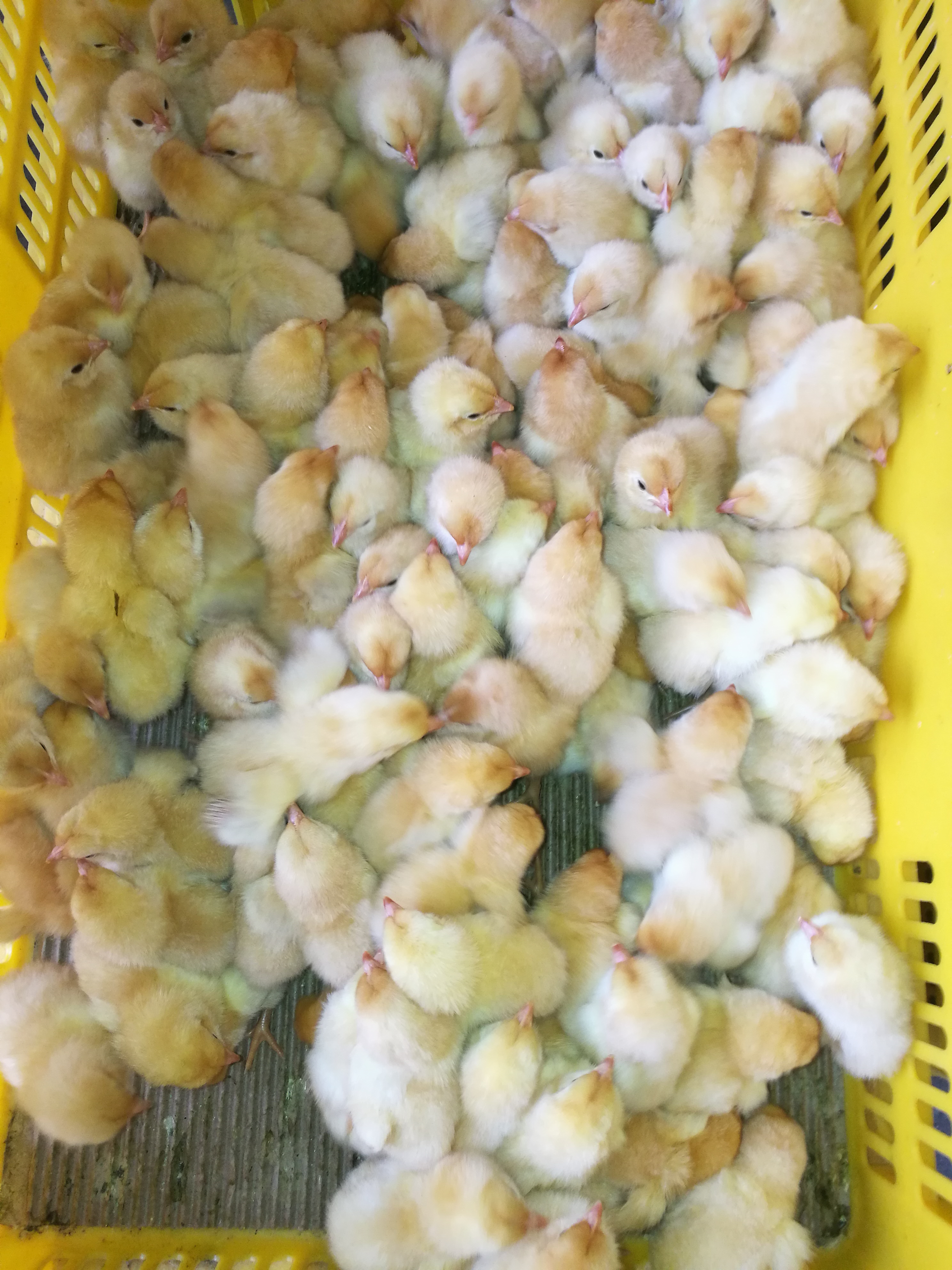 三黄鸡1.5公