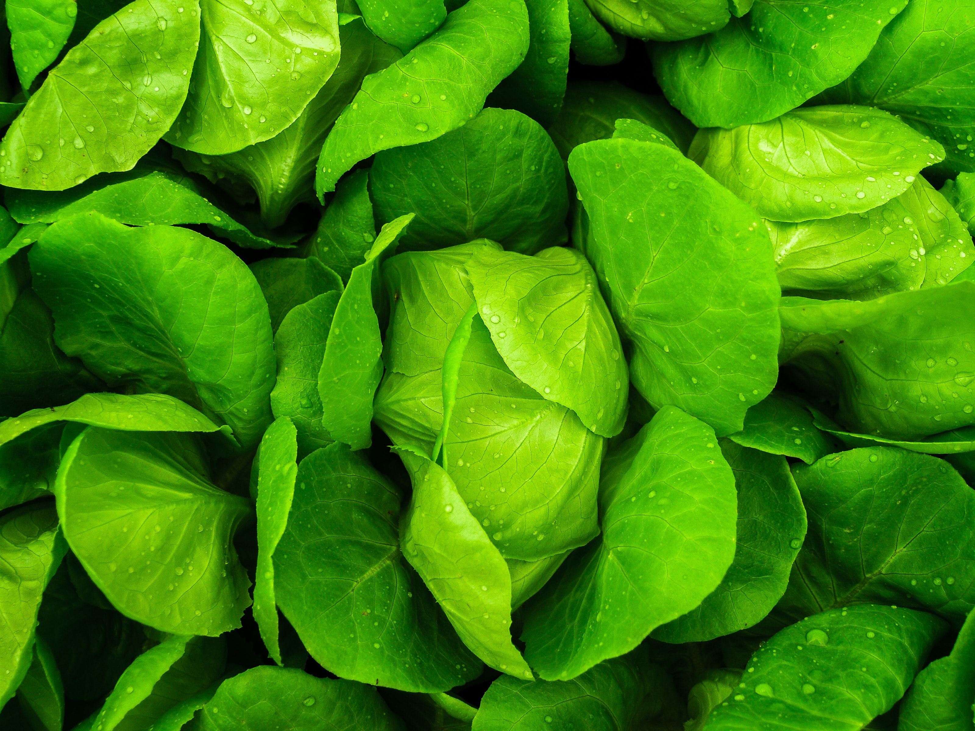 close-up-photo-of-green-leafed-plants-1213859