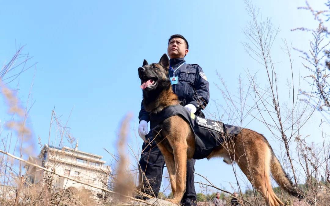 公安海关缉私训犬员