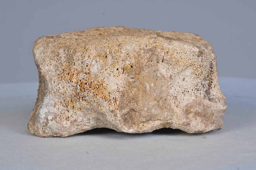 新生代古纳玛象椎体化石