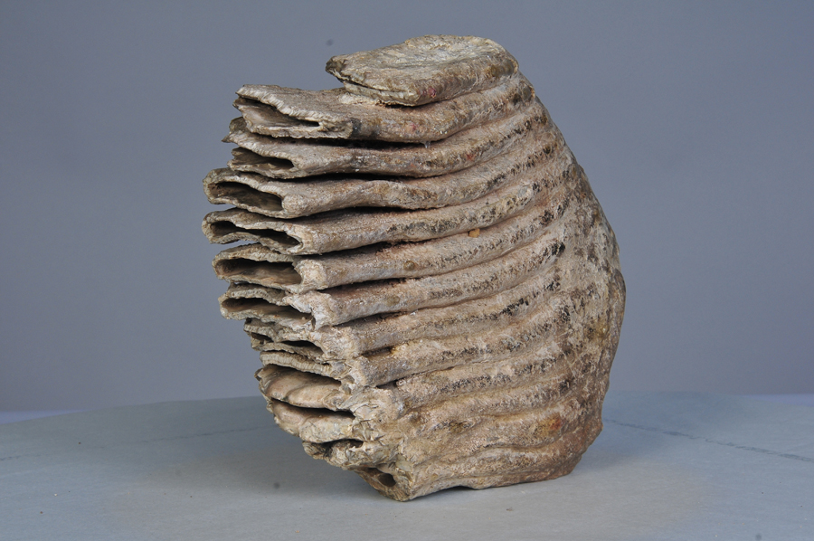 新生代古纳玛象臼齿化石