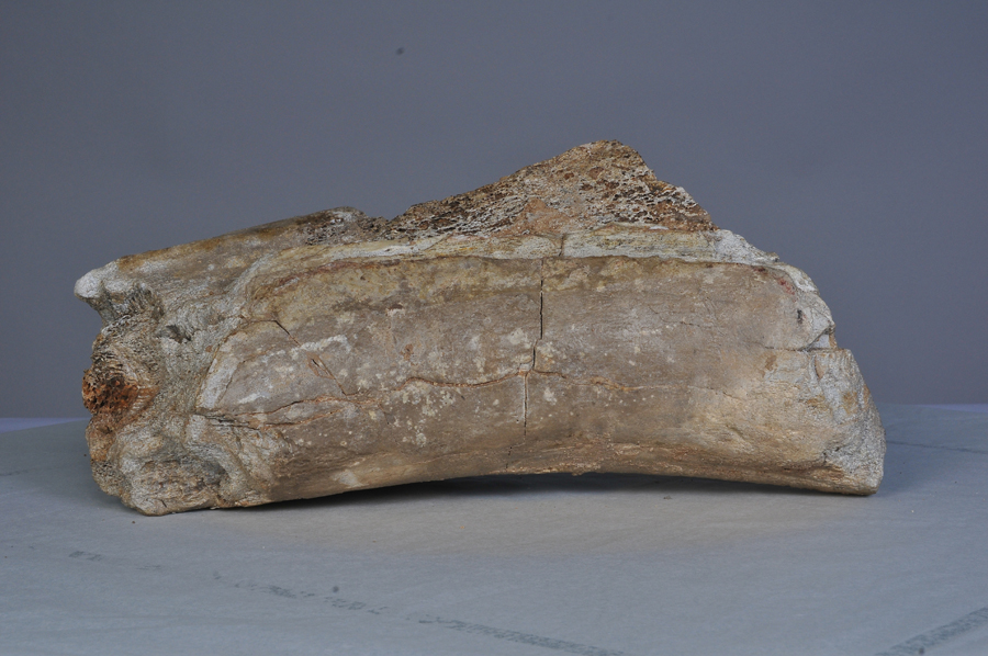 新生代古纳玛象肢骨化石