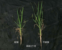 水稻缺镁图片-南京农业大学王敏-水印