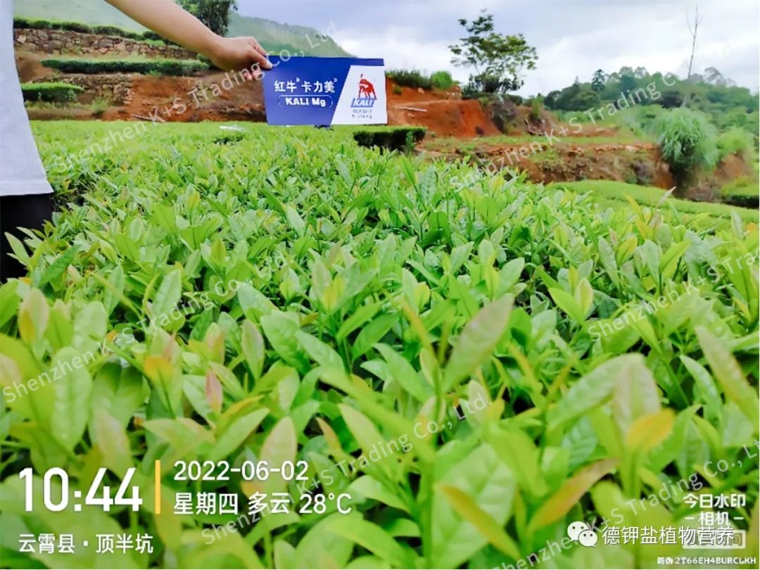 红牛卡力美