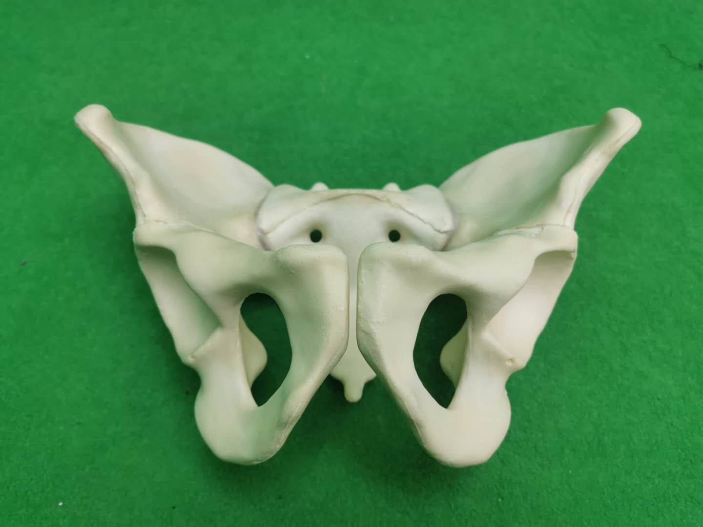 盆骨 骨盆模型-人体器官模型库-Maya(.ma/.mb)模型下载-cg模型网