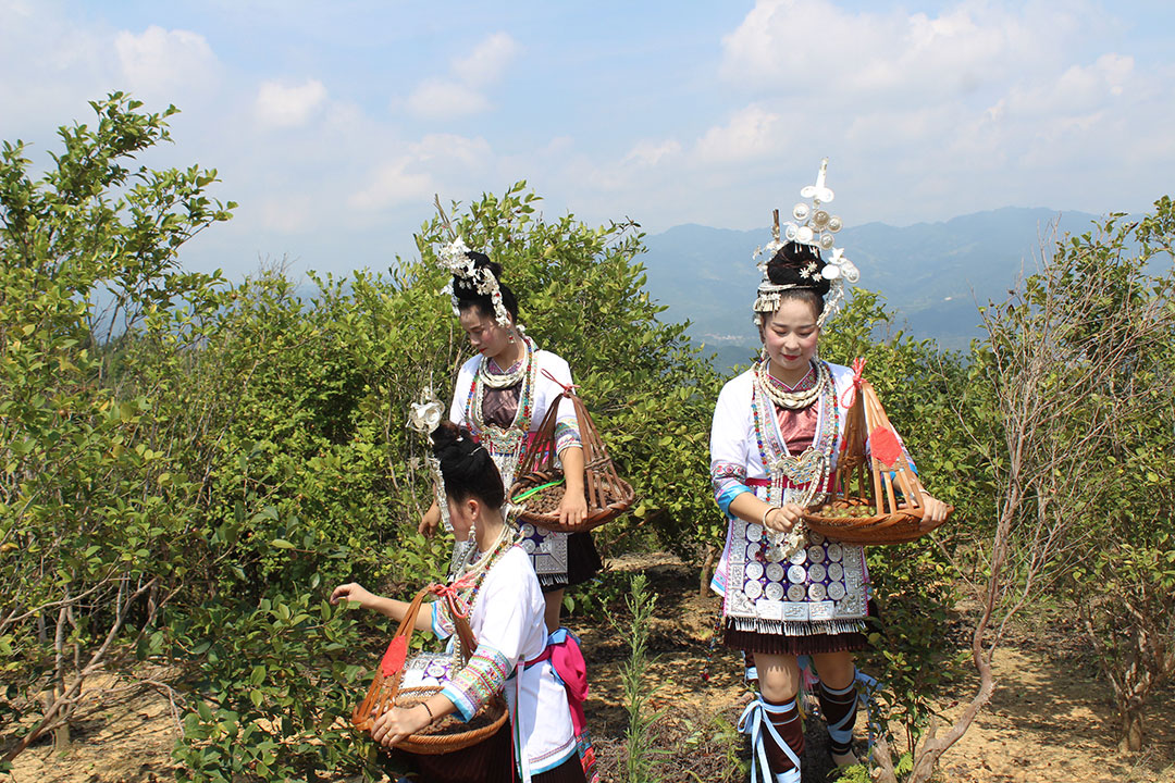 侗族姑娘采摘油茶籽