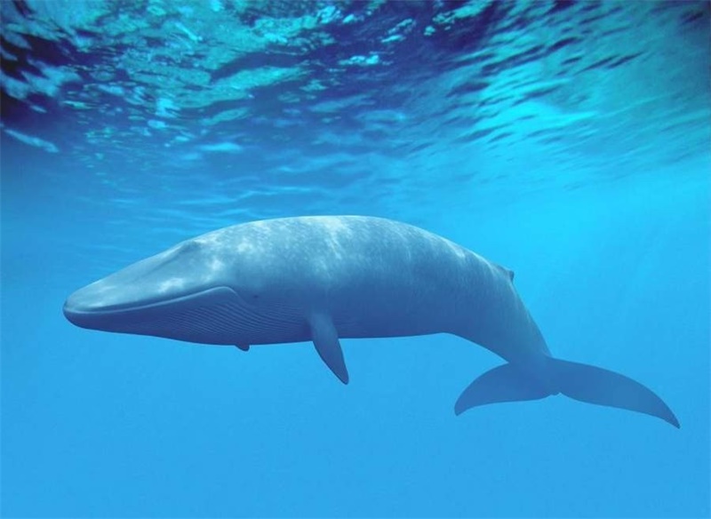 體積最大的動物——藍鯨