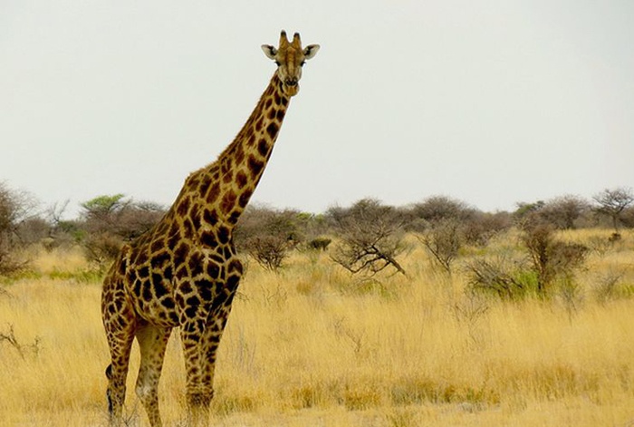 最高的動物——長頸鹿