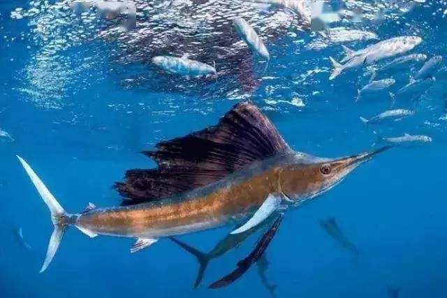游得最快的動物——旗魚