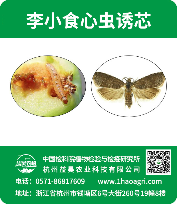 李小食心蟲誘芯標貼