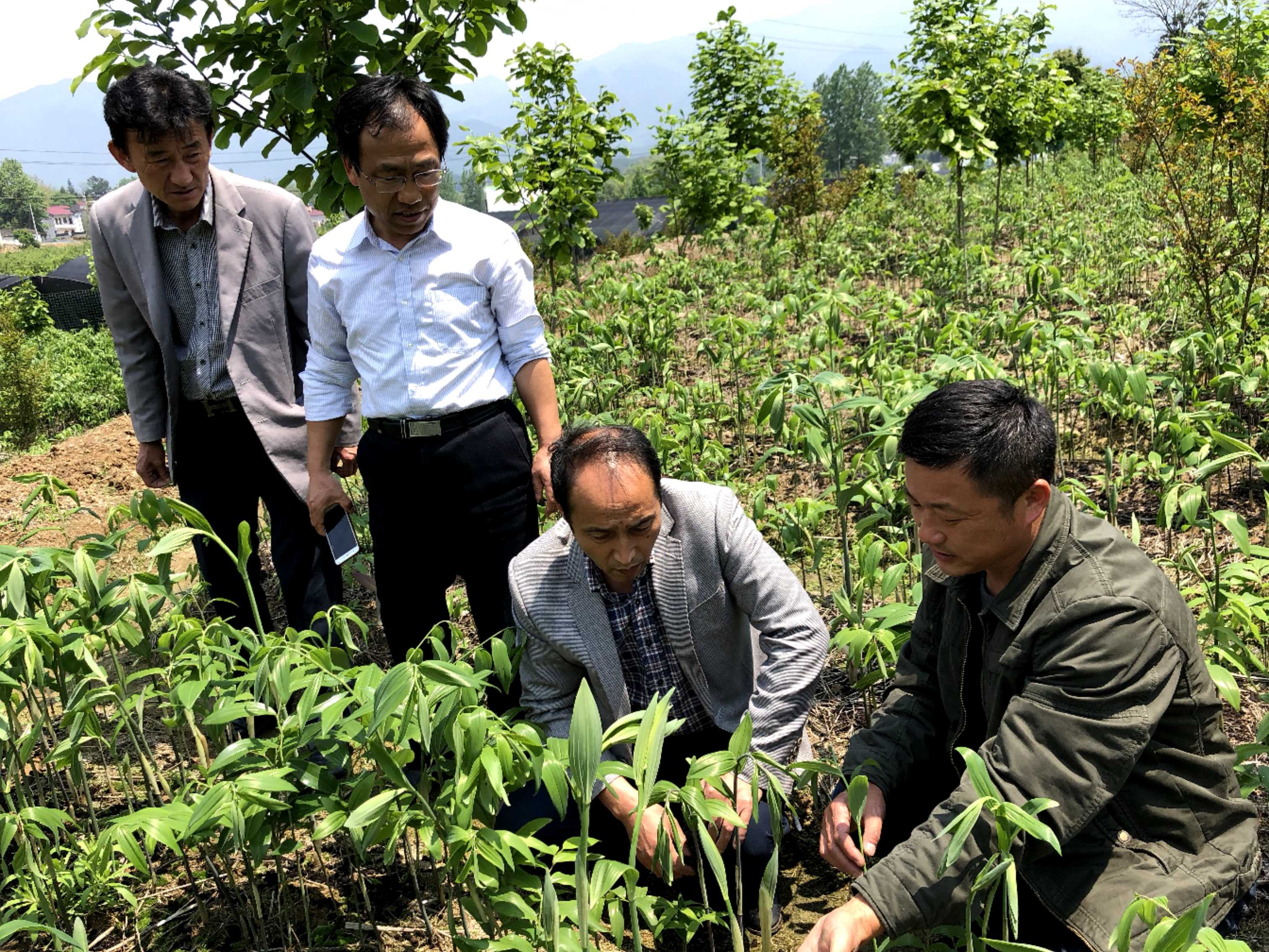 皖西学院陈乃富院长18年5月来公司中药材基地考察交流