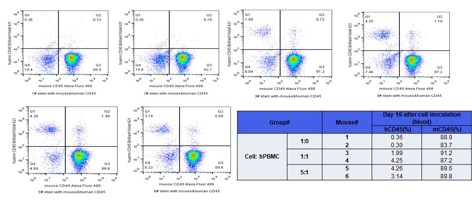 pbmc 人源化小鼠