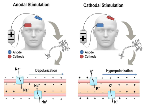 Effects-of-anodal-and-cathodal-on-membrane-polarization-Figure-in-the-left-represents