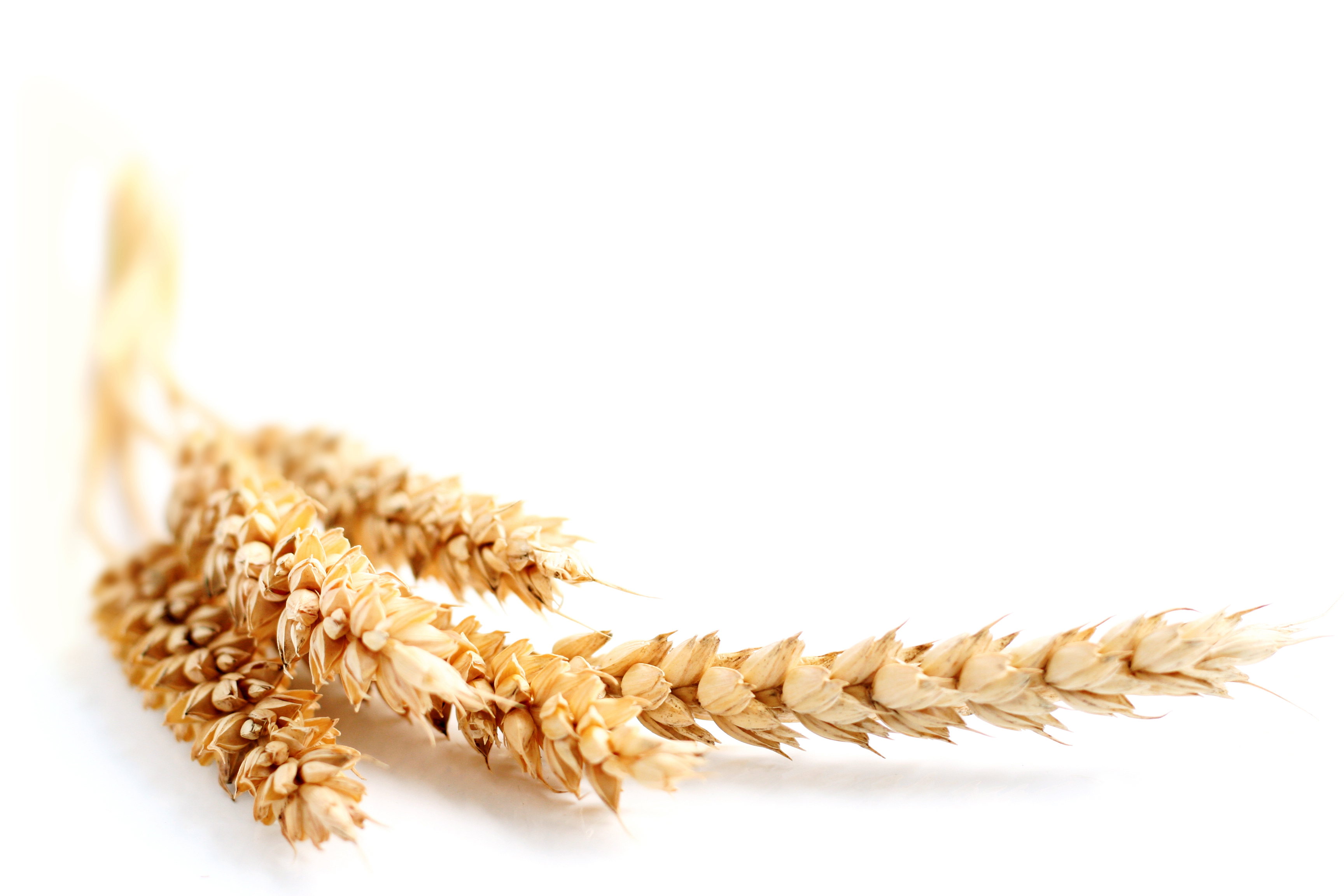 WHEAT 