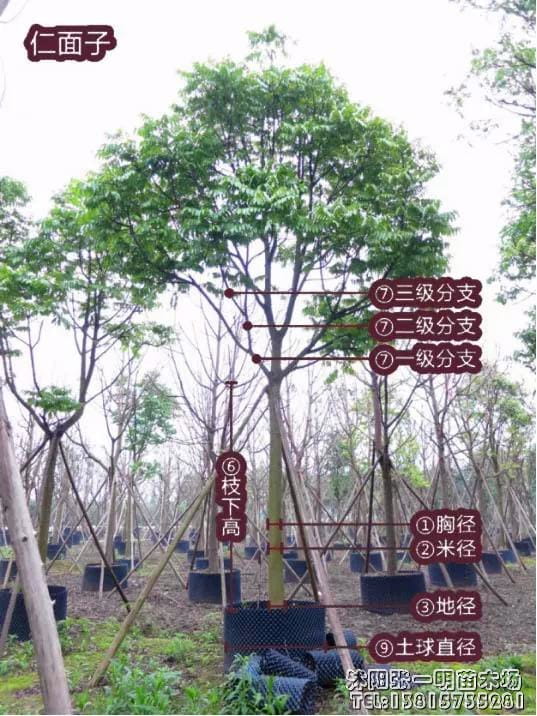 史上最全绿化苗木规格质量三大指标，
