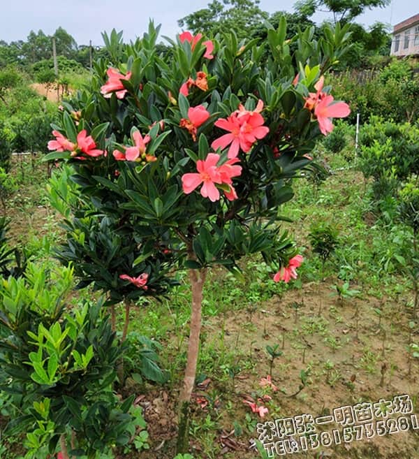 【茶花】图片