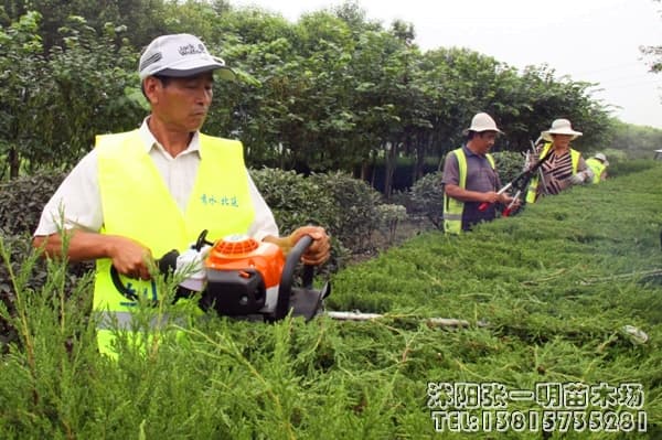 做好园林绿化苗木养护，只需这五大关键措施