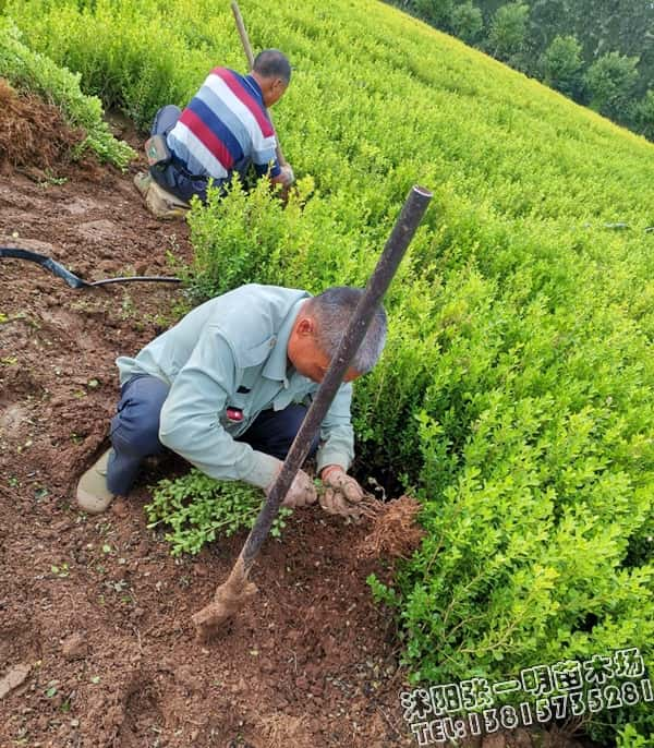 瓜子黄杨苗木批发_园林绿化_苗木价格_绿化工程