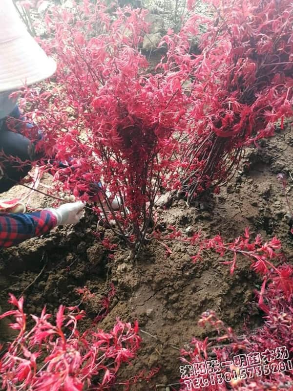 地径3公分日本红枫树苗