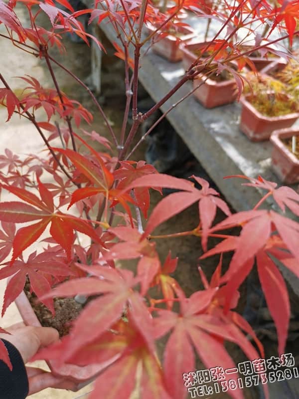 地径3公分日本红枫苗