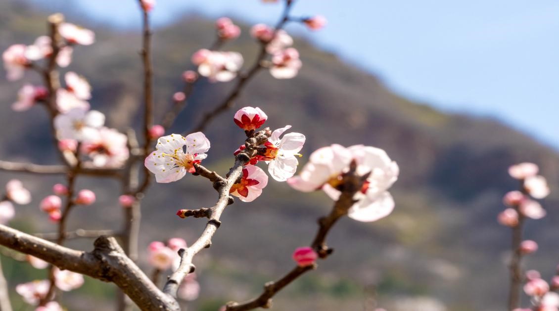 万亩杏花齐绽放踏春赏花正当时