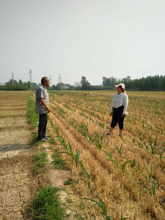 科技特派员胡占菊到对接的新型农业经营主体连稳家庭农场进行玉米苗期技术指导