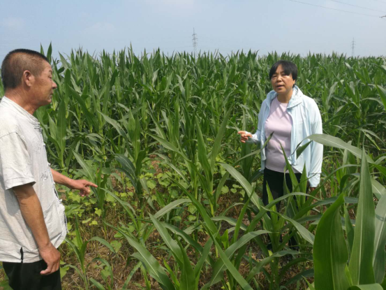 科技特派员胡占菊到庆祖镇连稳家庭农场指导玉米中期管理