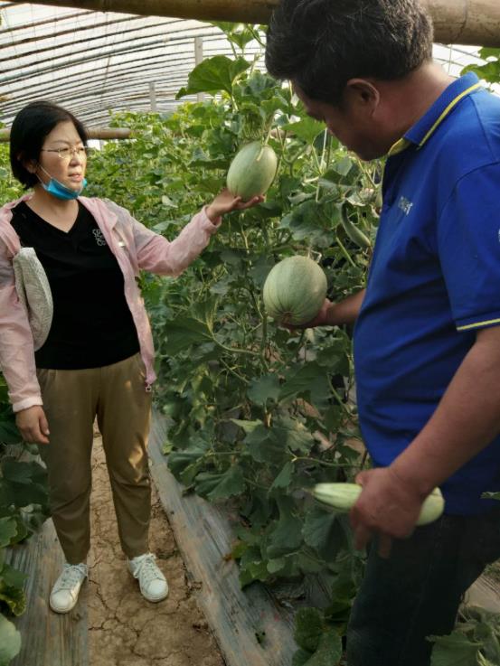 科技特派员张雪萍到濮阳县德甫甜瓜种植合作社进行技术指导
