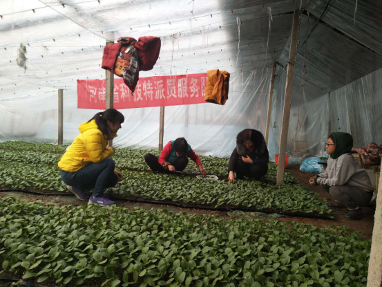 科技特派员张雪萍在育苗期对农进行技术指导户