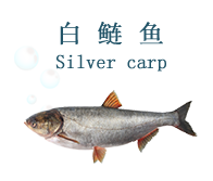 2白鲢鱼