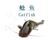 7鲶鱼