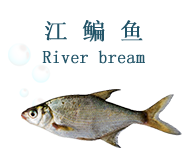 8江边鱼