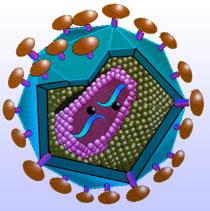 HIV virus particle