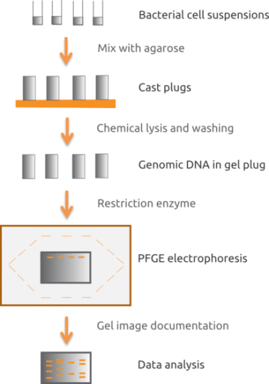 PFGE scheme