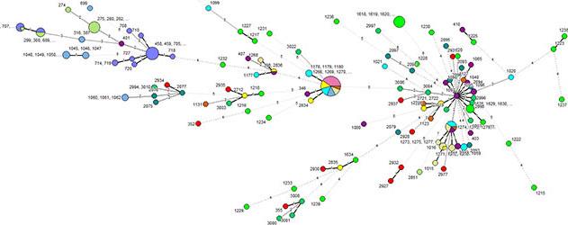 Minimum Spanning Trees in BioNumerics