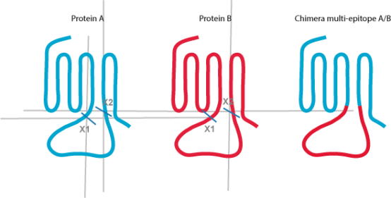 chimeras: multi-epitope antigens