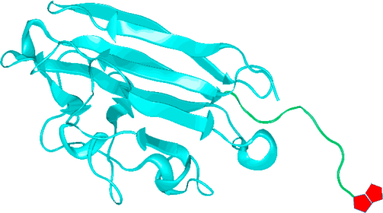 Biotinylated Antigen